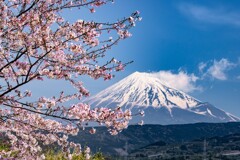 冨士桜