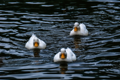 金剛・榛名・霧島