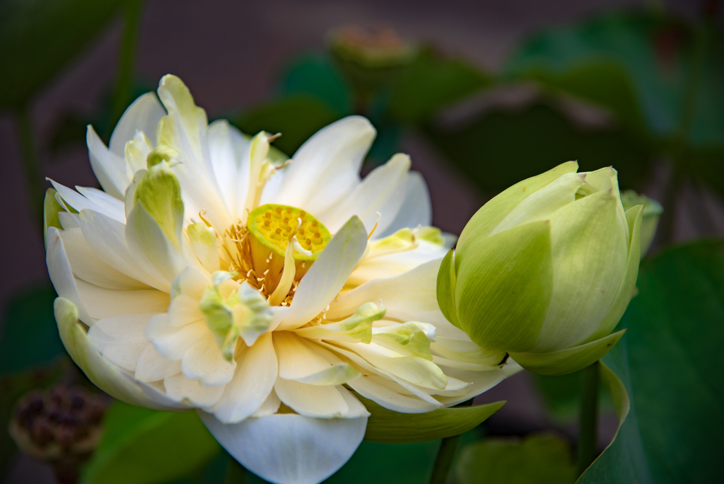 生まれたままに