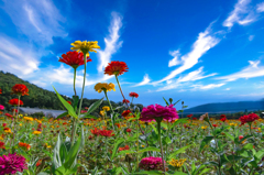 元気花ジニア