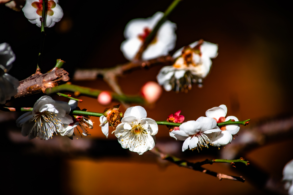 Spring color