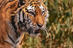 Eye of the Tiger