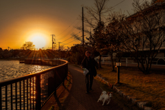 愛犬散歩【夕焼け編】