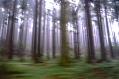 Flow forest