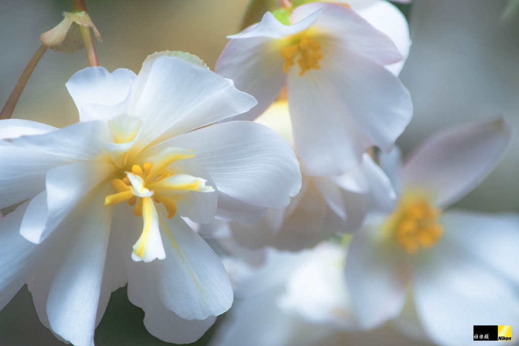 透明なベゴニア