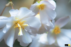 透明なベゴニア