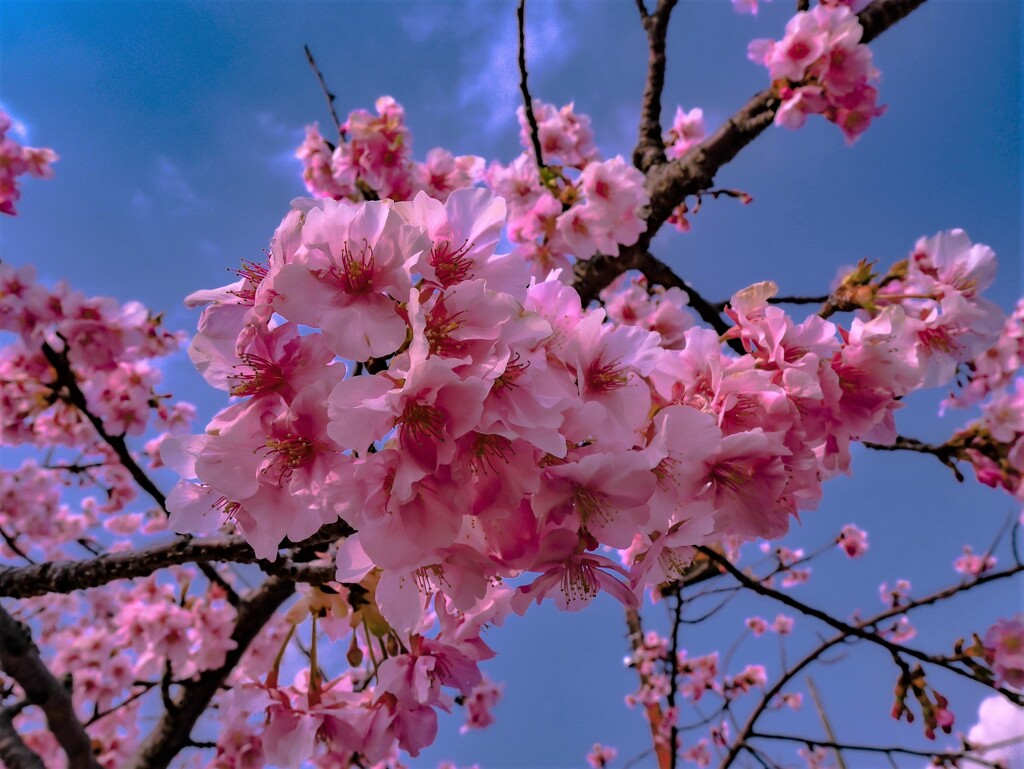 Kawazu cherry  