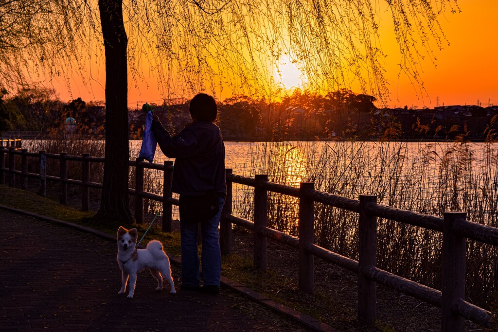 愛犬散歩【夕焼け編】