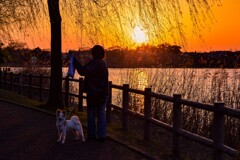 愛犬散歩【夕焼け編】