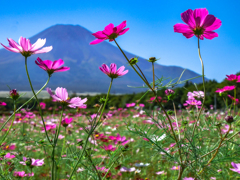 花の都