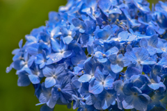 hydrangea