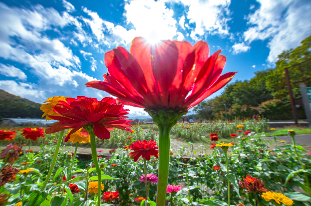 Shining Zinnia