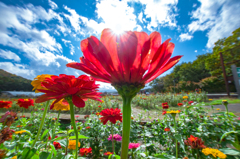 Shining Zinnia