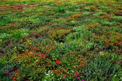 ポーチュラカの絨毯