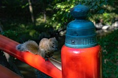 Lovely squirrel 