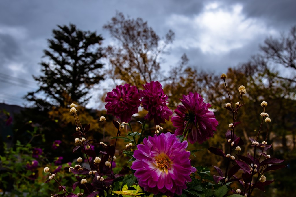 Cloudy dahlia