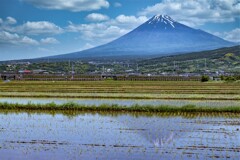 rice paddy