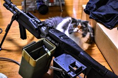 テロリストの愛猫