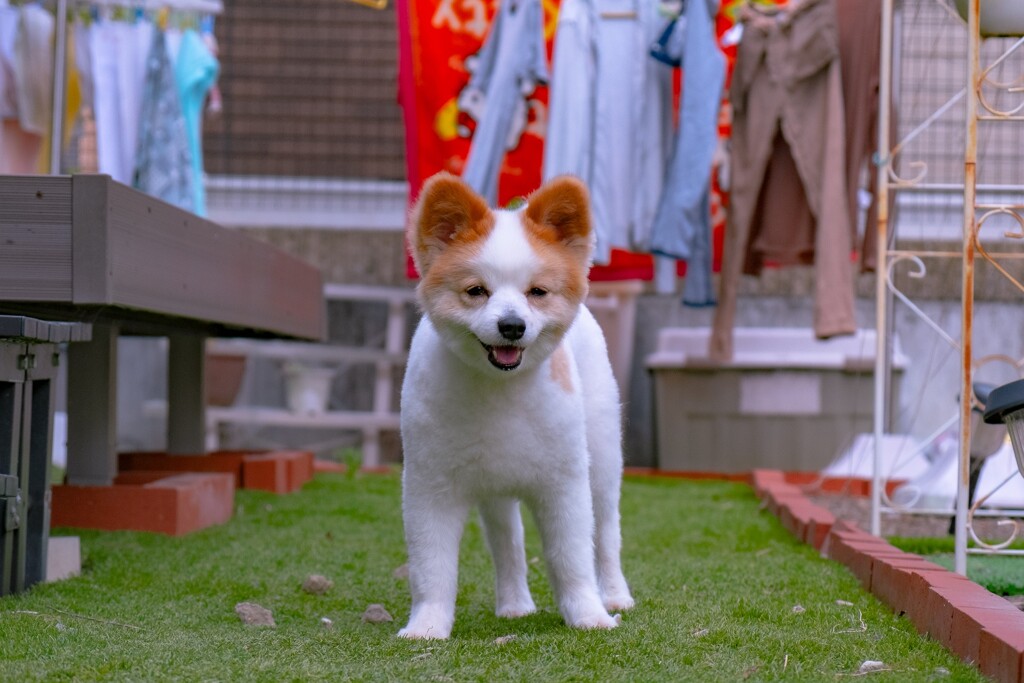 秋田犬 左近