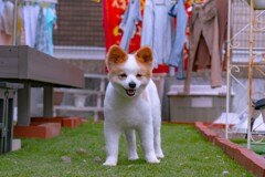 秋田犬 左近