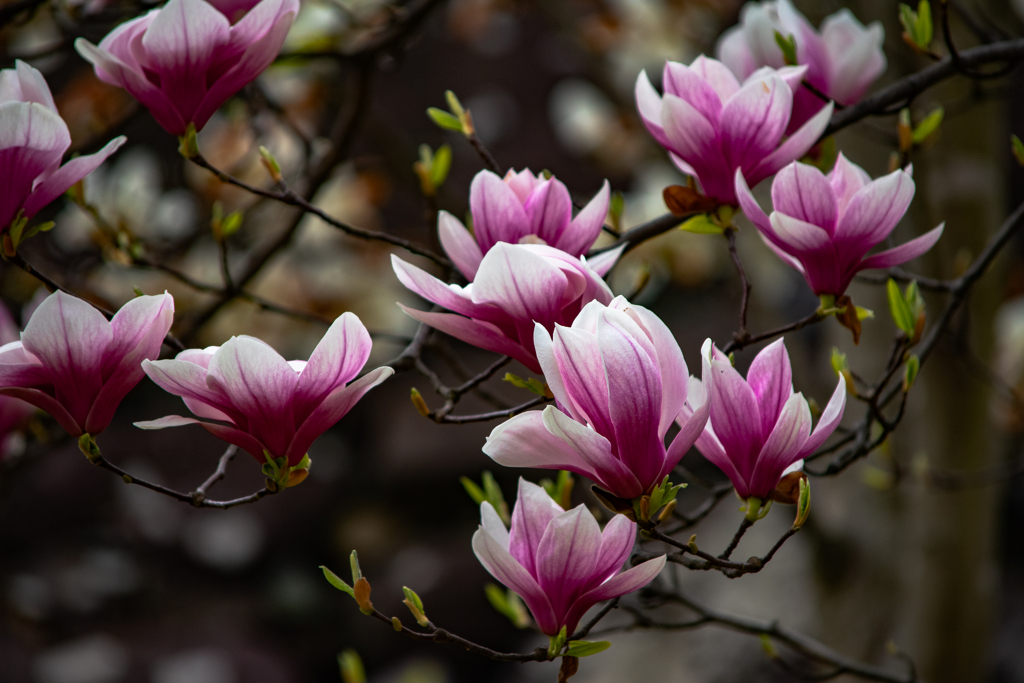 Magnolia liliflora
