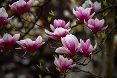 Magnolia liliflora