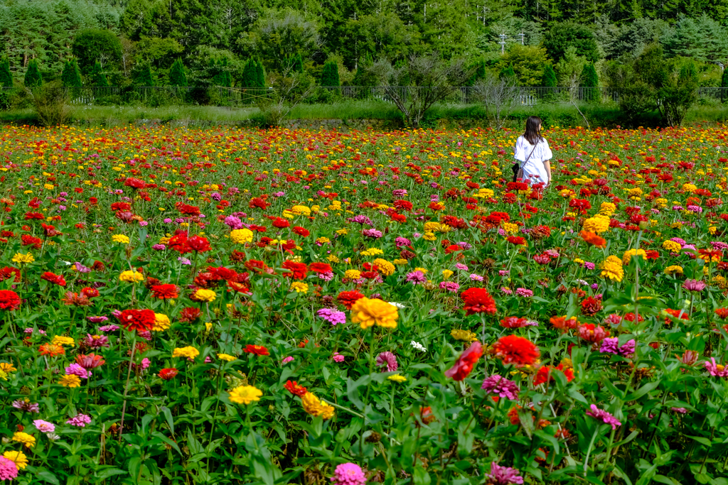 Zinnia field