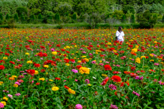 Zinnia field