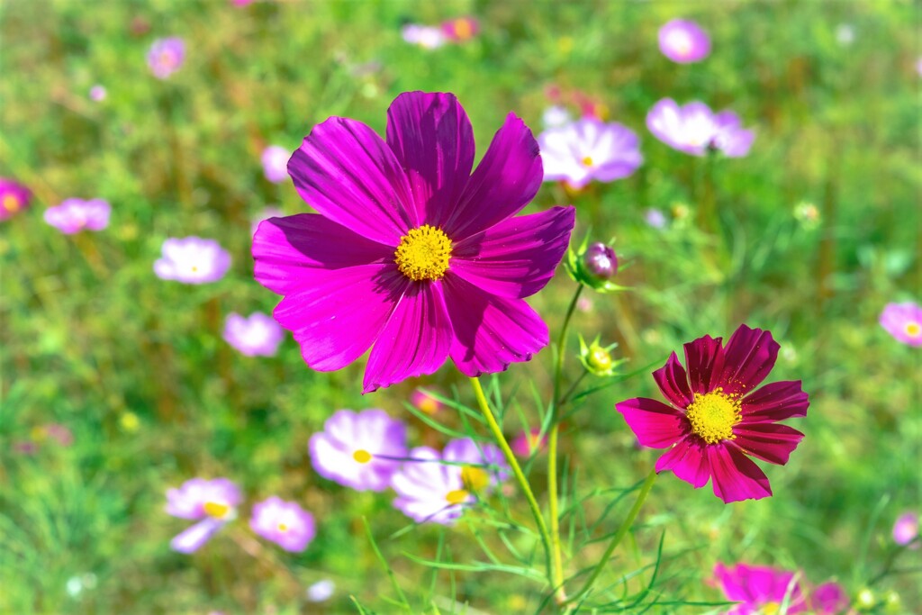 花として