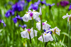 雨の日の花菖蒲