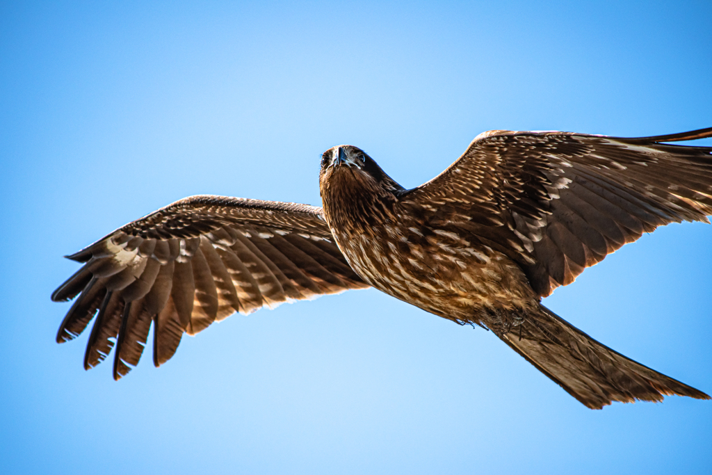 鳶滑空