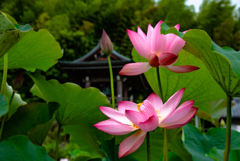 蓮興寺のLOTUS