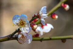 芽生え