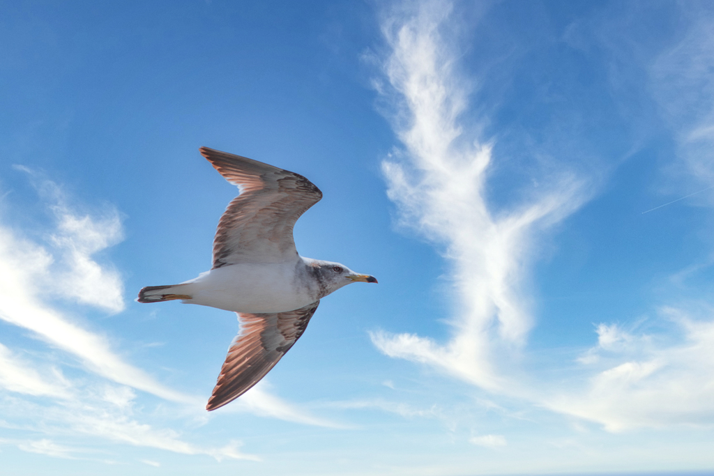 Wings in the sky
