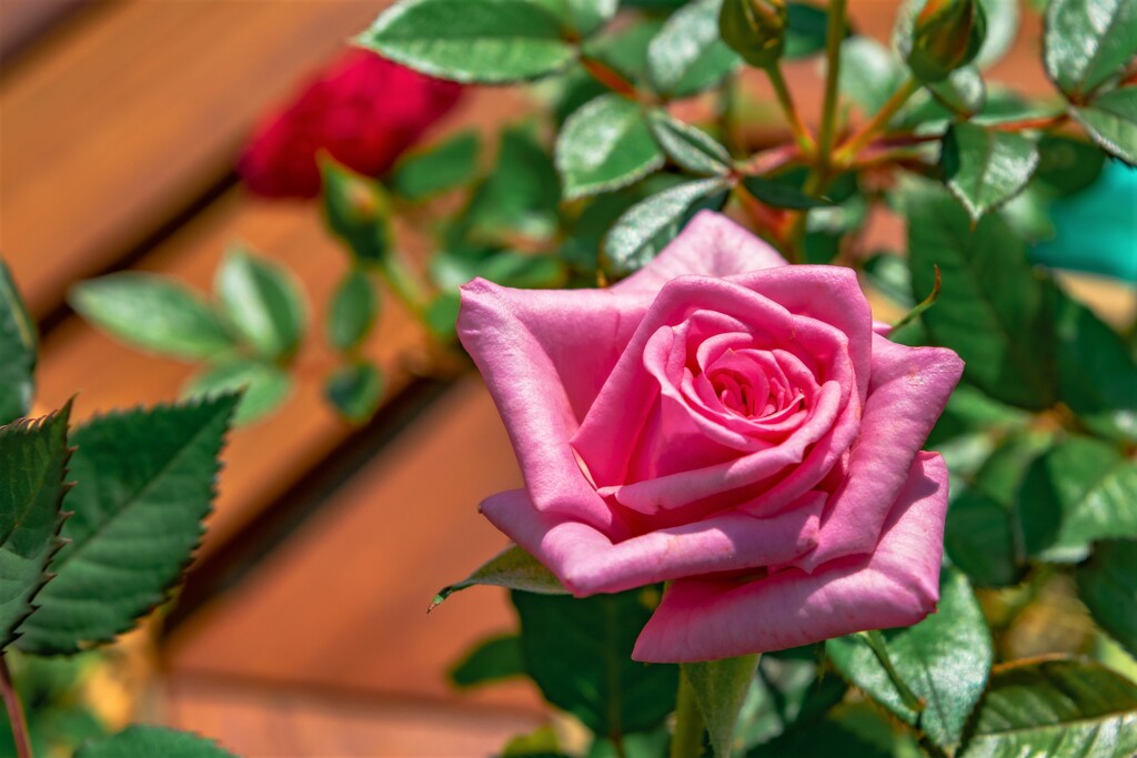 Spring rose