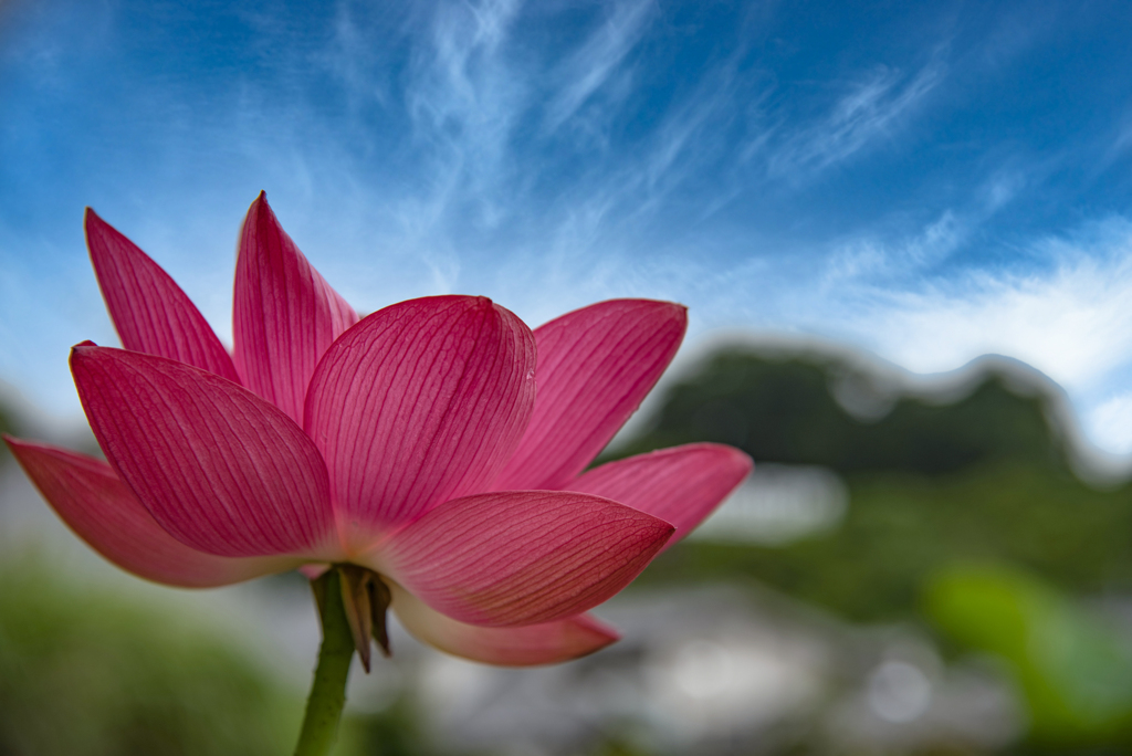 Buddhism Flower