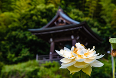 water flower