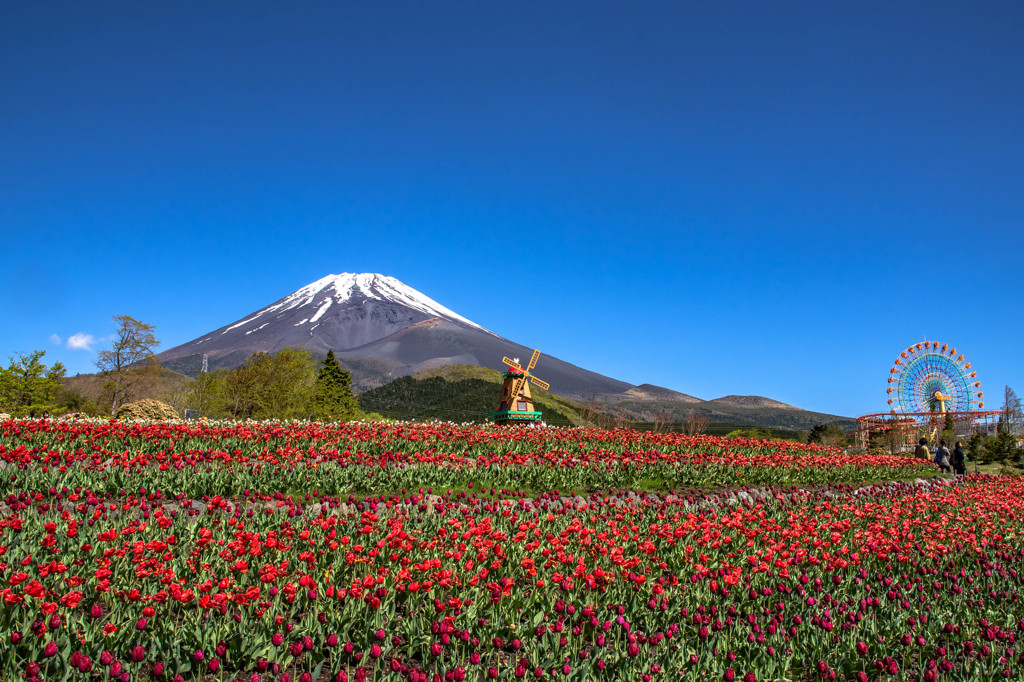 天空のチューリップ祭り 2018
