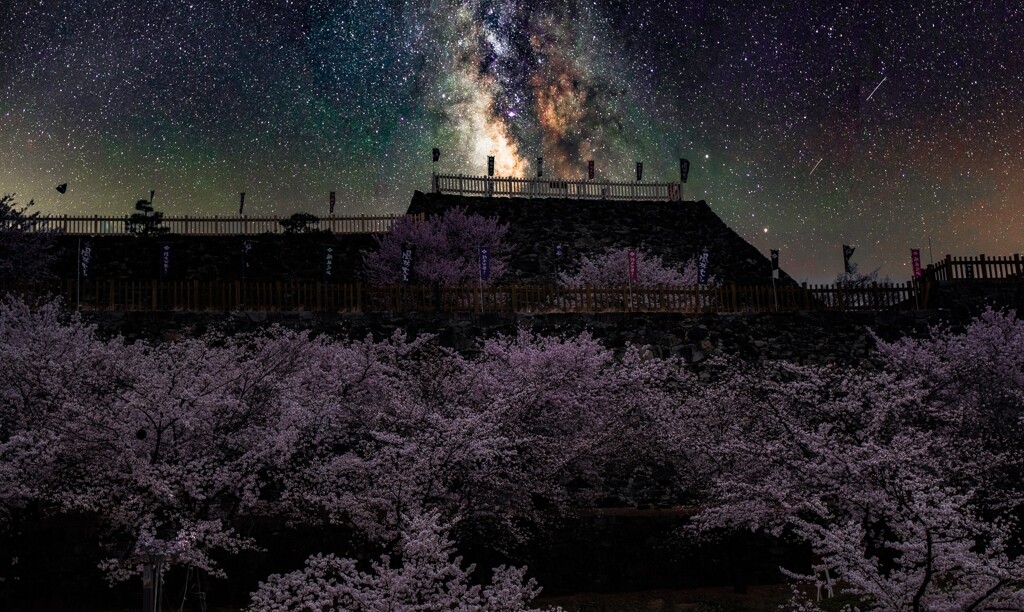 戦国桜吹雪