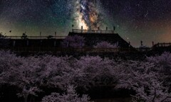 戦国桜吹雪