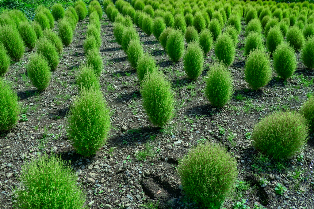 群生箒草