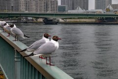 Black-headed Gull