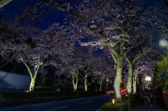 夜桜Walk