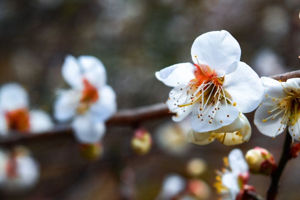 plum blossoming