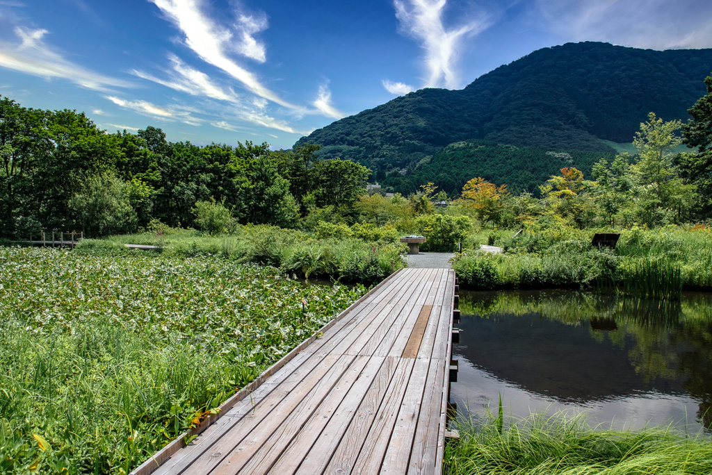 箱根湿生花園