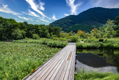 箱根湿生花園
