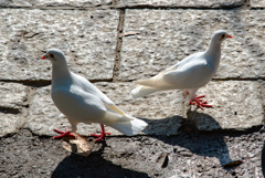 天満宮の白鳩