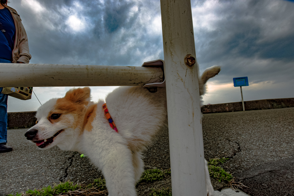 愛犬散歩（放水編）