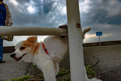 愛犬散歩（放水編）