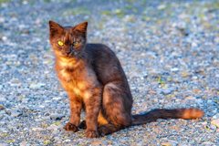 CAT'S♥EYE